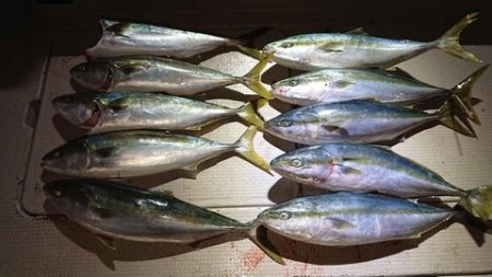 スカイマリン 釣果