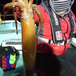 シードリーム 釣果