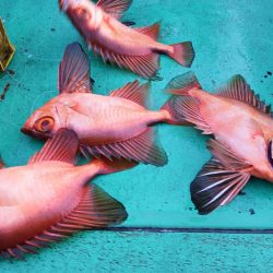 第三むつりょう丸 釣果