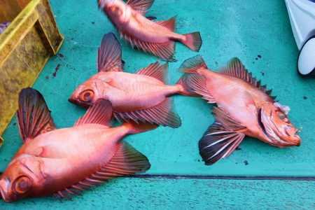 第三むつりょう丸 釣果