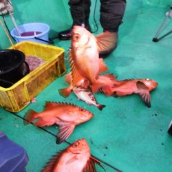 第三むつりょう丸 釣果