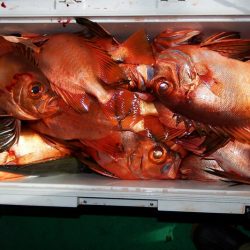 第三むつりょう丸 釣果