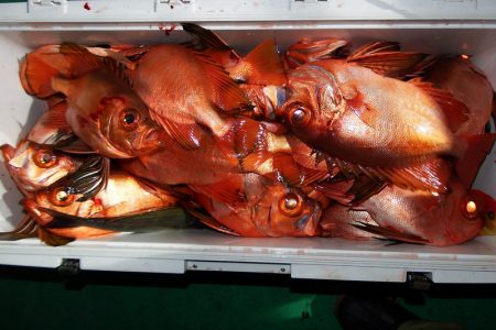 第三むつりょう丸 釣果