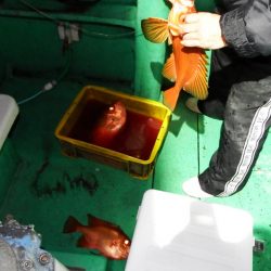 第三むつりょう丸 釣果