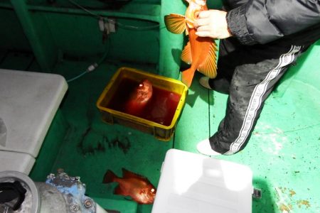 第三むつりょう丸 釣果