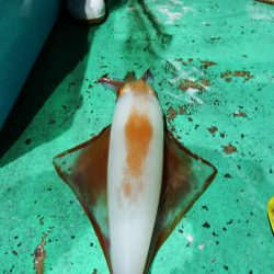 第三むつりょう丸 釣果