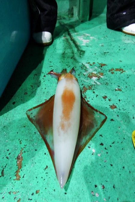 第三むつりょう丸 釣果