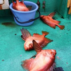 第三むつりょう丸 釣果