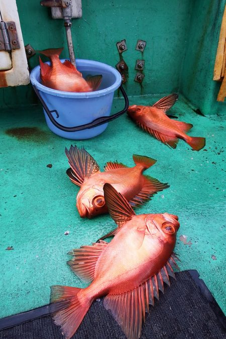 第三むつりょう丸 釣果