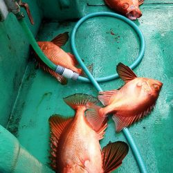 第三むつりょう丸 釣果