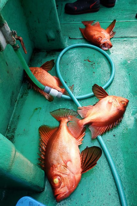 第三むつりょう丸 釣果