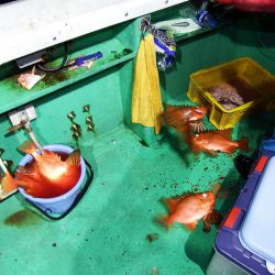 第三むつりょう丸 釣果