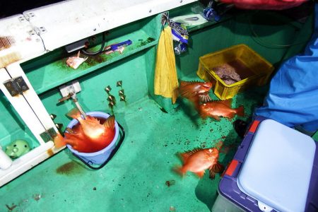 第三むつりょう丸 釣果