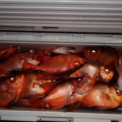 第三むつりょう丸 釣果