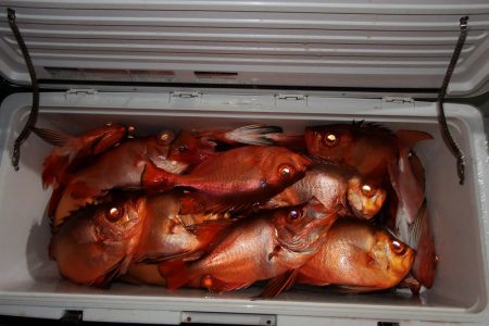 第三むつりょう丸 釣果