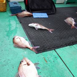 第三むつりょう丸 釣果