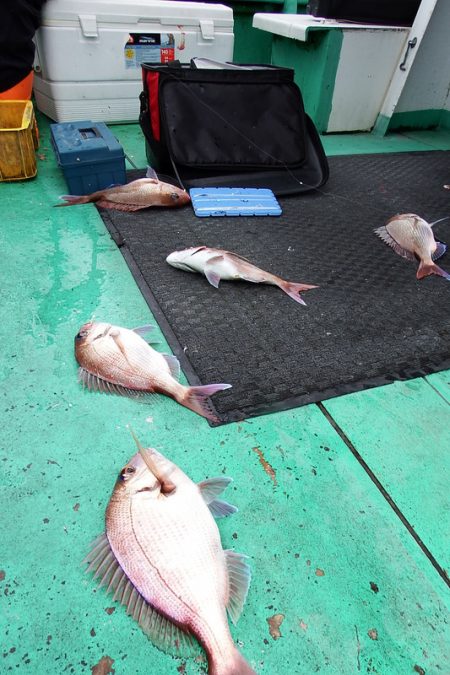 第三むつりょう丸 釣果