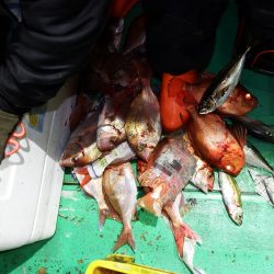 第三むつりょう丸 釣果