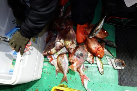 第三むつりょう丸 釣果