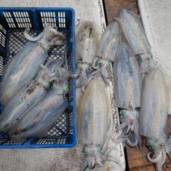 小海途 釣果