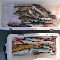 気仙沼　つり丸 釣果