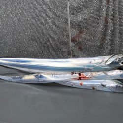 へいみつ丸 釣果