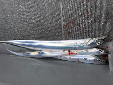 へいみつ丸 釣果