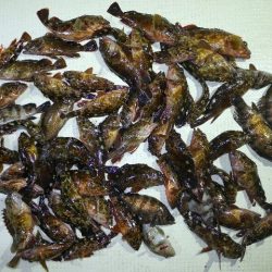 TOPGUN名古屋 釣果