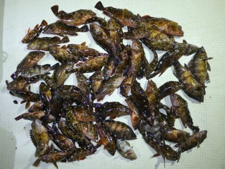 TOPGUN名古屋 釣果