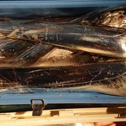 スカイマリン 釣果