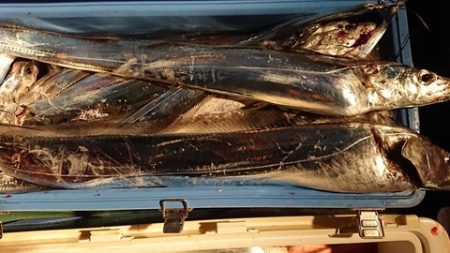 スカイマリン 釣果