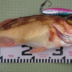 気仙沼　つり丸 釣果