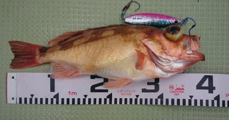 気仙沼　つり丸 釣果