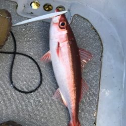 へいみつ丸 釣果