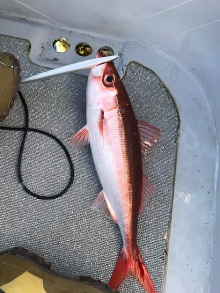 へいみつ丸 釣果