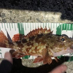 アーミーシャッドのリフト&フォールが魚たちに大人気でした★がまかつLUXXE宵姫アジング・メバリングレポート