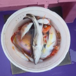 昇丸 釣果