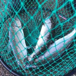 フィッシング サンクチュアリ 釣果