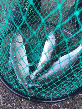 フィッシング サンクチュアリ 釣果