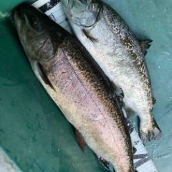 フィッシング サンクチュアリ 釣果