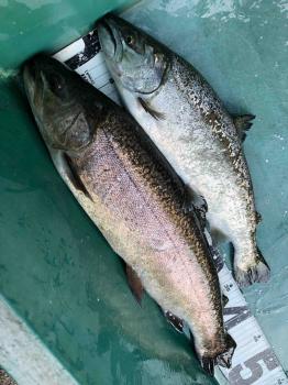 フィッシング サンクチュアリ 釣果