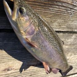 フィッシング サンクチュアリ 釣果