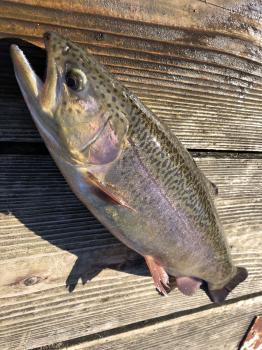 フィッシング サンクチュアリ 釣果