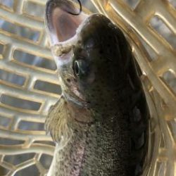 フィッシング サンクチュアリ 釣果