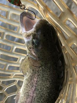 フィッシング サンクチュアリ 釣果