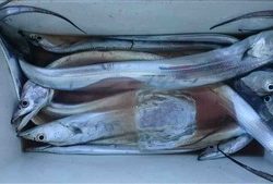 久里浜黒川本家 釣果