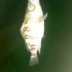 宵姫のワームは柔らかいのに頑丈！ がまかつLUXXE宵姫アジング・メバリングレポート