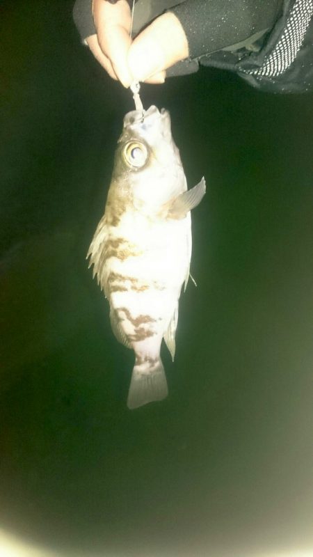 宵姫のワームは柔らかいのに頑丈！ がまかつLUXXE宵姫アジング・メバリングレポート