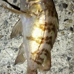 2019年初釣り、アーミーシャッドがアジ、メバルに好反応★LUXXE（ラグゼ）宵姫アジング・メバリングレポート