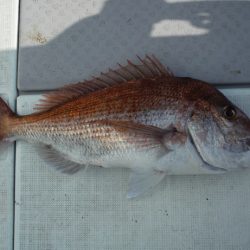 遊漁船 遊友 釣果